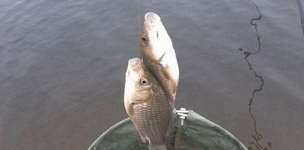 小鱼闹窝就不钓了记牢老钓友这“妙招”,上钩的全是大鱼,莫忽视