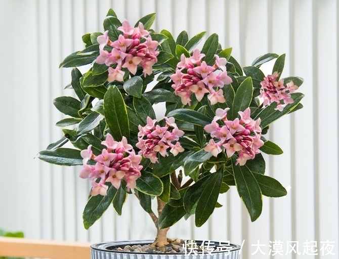 花开爆盆喜庆吉祥,新年新气象,好运连连