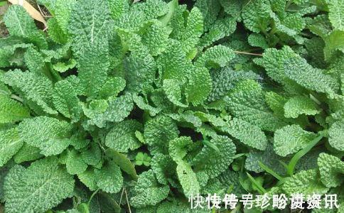 野菜|养肝就是保命,3种野菜,养肝护肝,第3种,长得有点特别