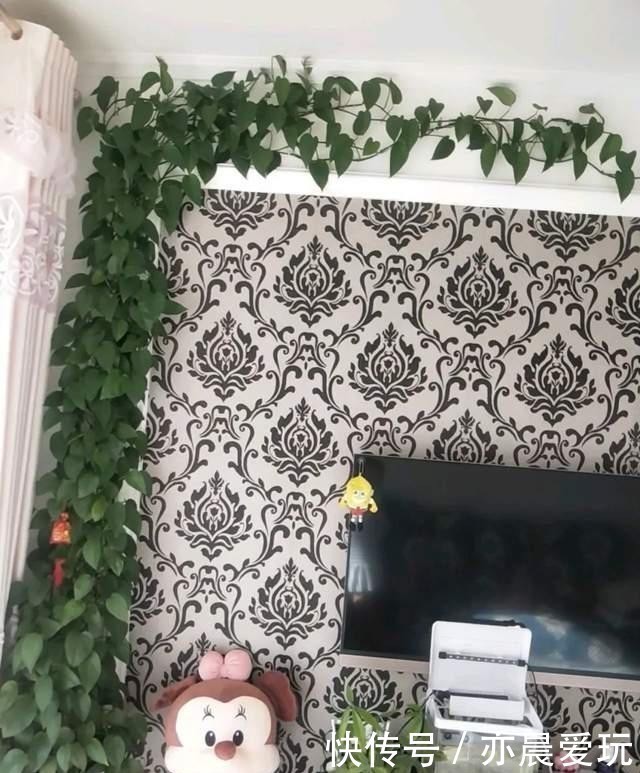 尿素|家里绿萝叶子暗淡无光,尝试一种小方法,叶子个个亮晶晶!