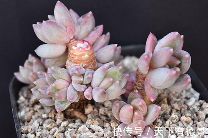 多肉蓝黛莲老桩已送人，但看到极致状态的它这么美，我又养了一棵