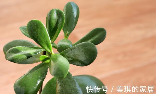 花友|想让玉树开“琼花”，秋天就要努力了，错过时机要等一年