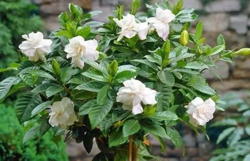 栀子花不开花做好3点，开花多得停不下来，拦都拦不住，爆满盆