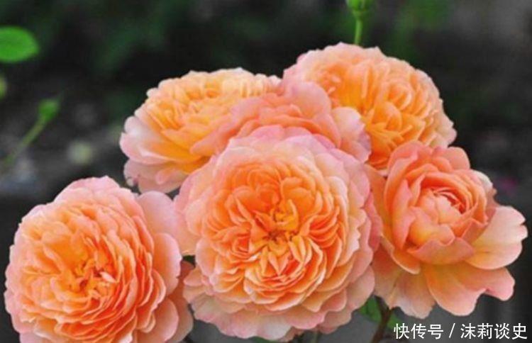 四款花冬天养超美的,花大色艳真漂亮,谁养谁上瘾