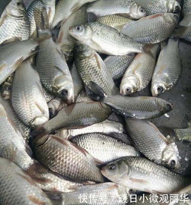 鱼儿|夏天钓鱼钓深还是钓浅,钓远还是钓近?看完你就明白了