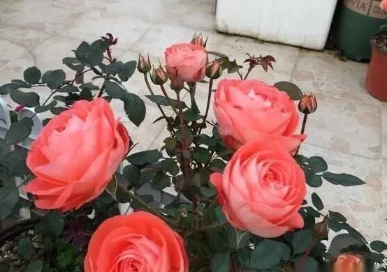 室内养月季,记住3点“技巧”,每隔10天就有新的花苞,花繁叶茂