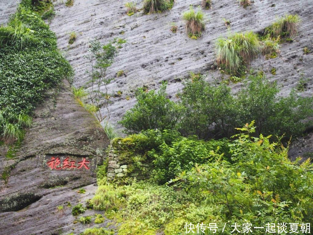 杜鹃花树|3棵很珍贵的“宝贝树”，一棵就生长在中国，价值超过1亿