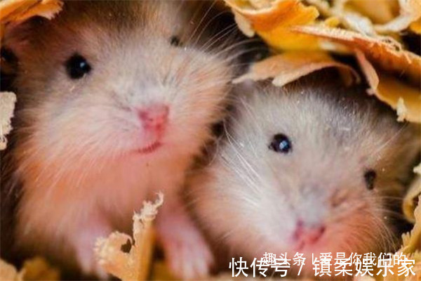 九月生|生肖鼠的婚姻配对出生在不同月份的属鼠人，配对大有讲究！