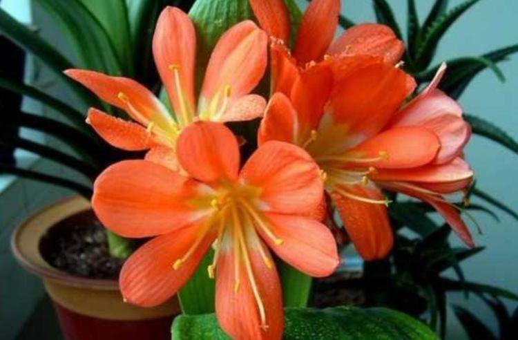 开花最香的4种花,家里养一盆,花朵硕大,满室馨香