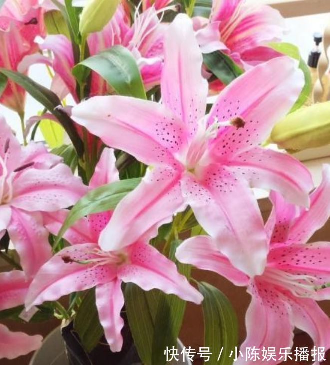 此款花草适合新手养殖，堪称最美盆栽花，家里养一盆，轻松开爆盆