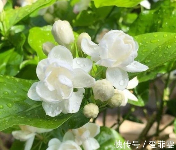 家里阳台养此款花,新手也能养爆盆,全年开花不断,花开美观大气