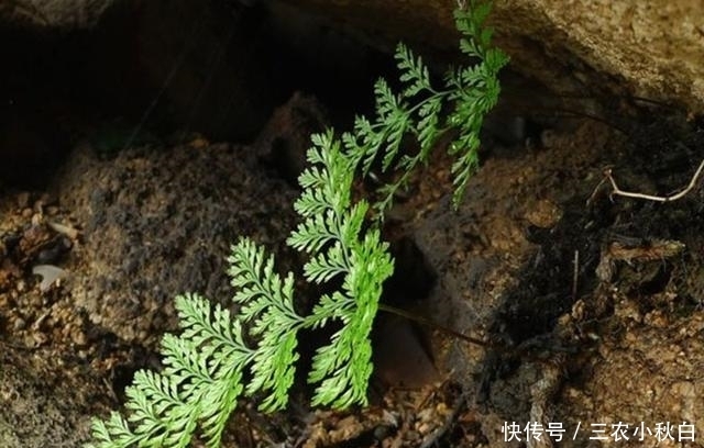 野草|农村这种野草没人要，不知是珍贵“骨碎补”，现在一斤能卖10元