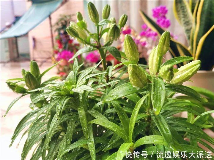 香草类|立夏后养花,别偷懒做好这3件事,长的快不生虫!