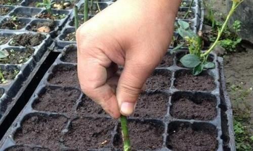 给花浇水时别忘了加颗小药片,不黄叶、不烂根、开完一茬又一茬