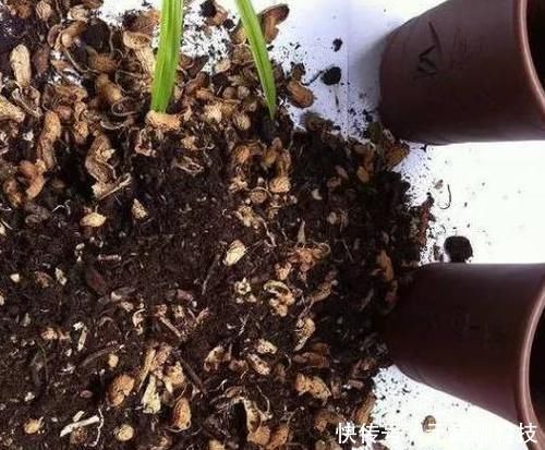花生仁|养虎皮兰，时常忧虑黄叶、生长迟缓问题，就经常喂点它们吧