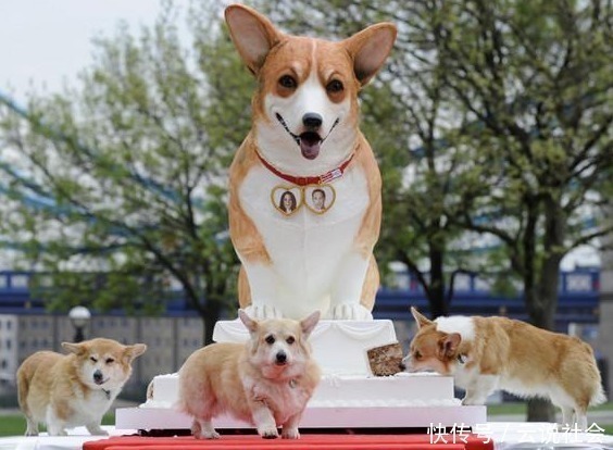 养狗 我只想养 柯基犬 这6大好处让我无法拒绝 天合乐学帮助家长发现孩子的更多可能