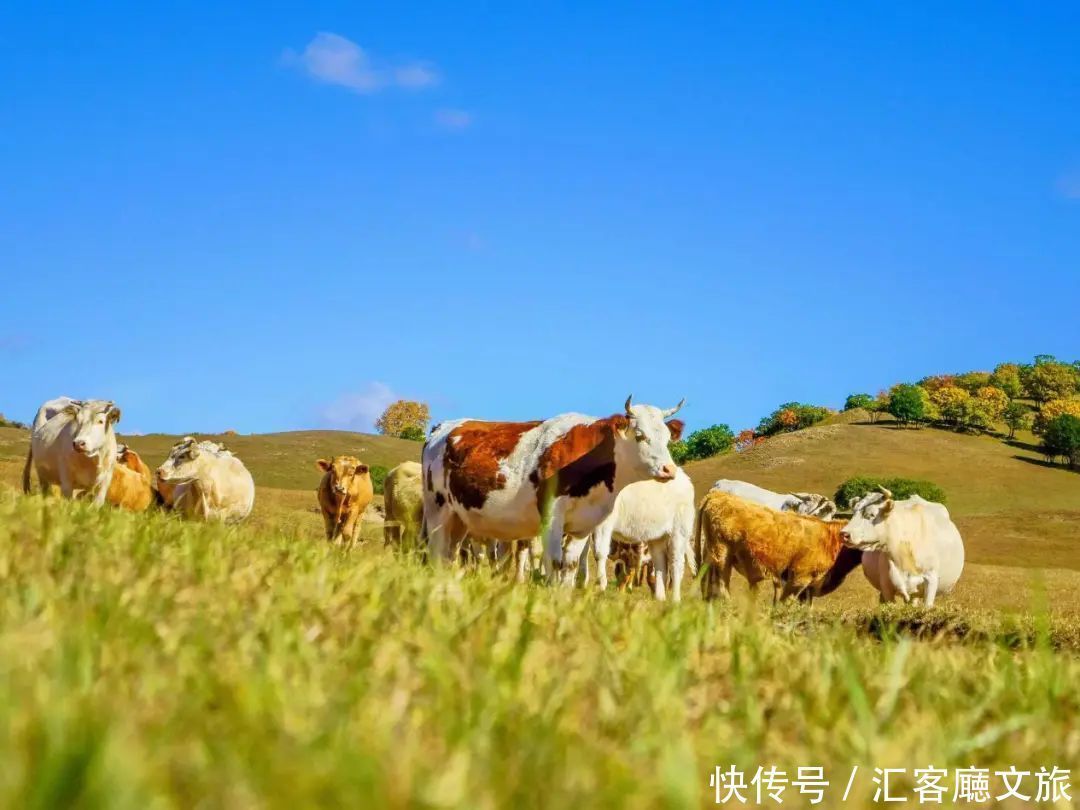 乌兰布统草原|这个夏天，一定要去趟坝上草原！