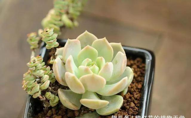 阳台上|多肉品种多到数不过来,这种却格外受欢迎,颜色淡雅又好养