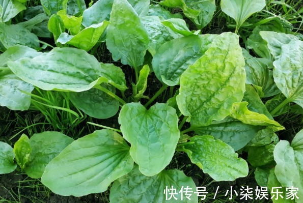 中国药典|隔三差五吃点车前草好处真不少,除治疗支气管炎,还有不少好处