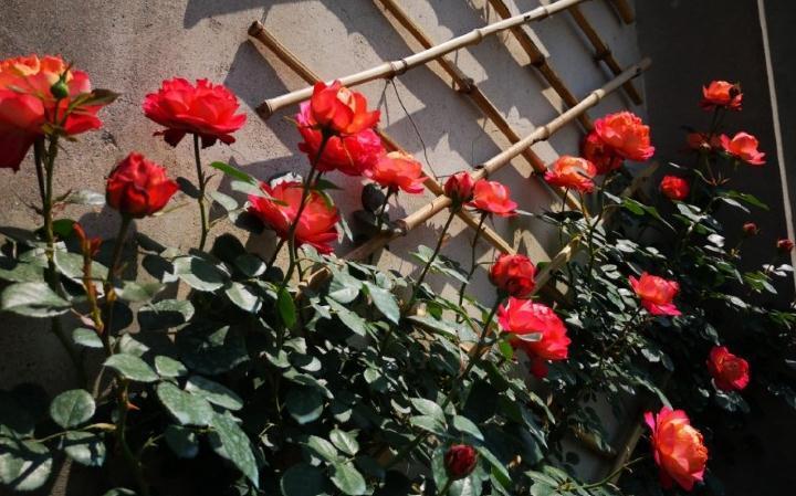 月季叶片被虫啃了怎么办,常见青虫治理方法