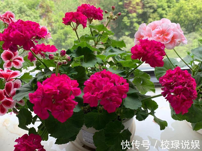 长寿花|八种花期超长的植物,个个花期半年以上,观赏价值高,室内也能养