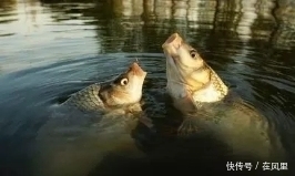 冬季钓鱼吃口太弱,这样自己做饵料,吃口强烈还能爆护