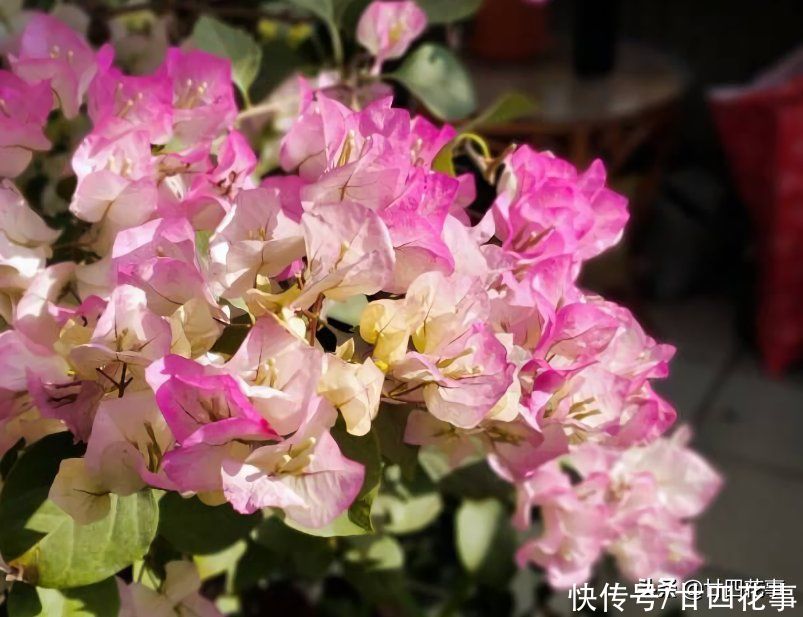 磷酸二氢钾，是养花“双刃剑”，用好了花多色艳，用不好伤害植株