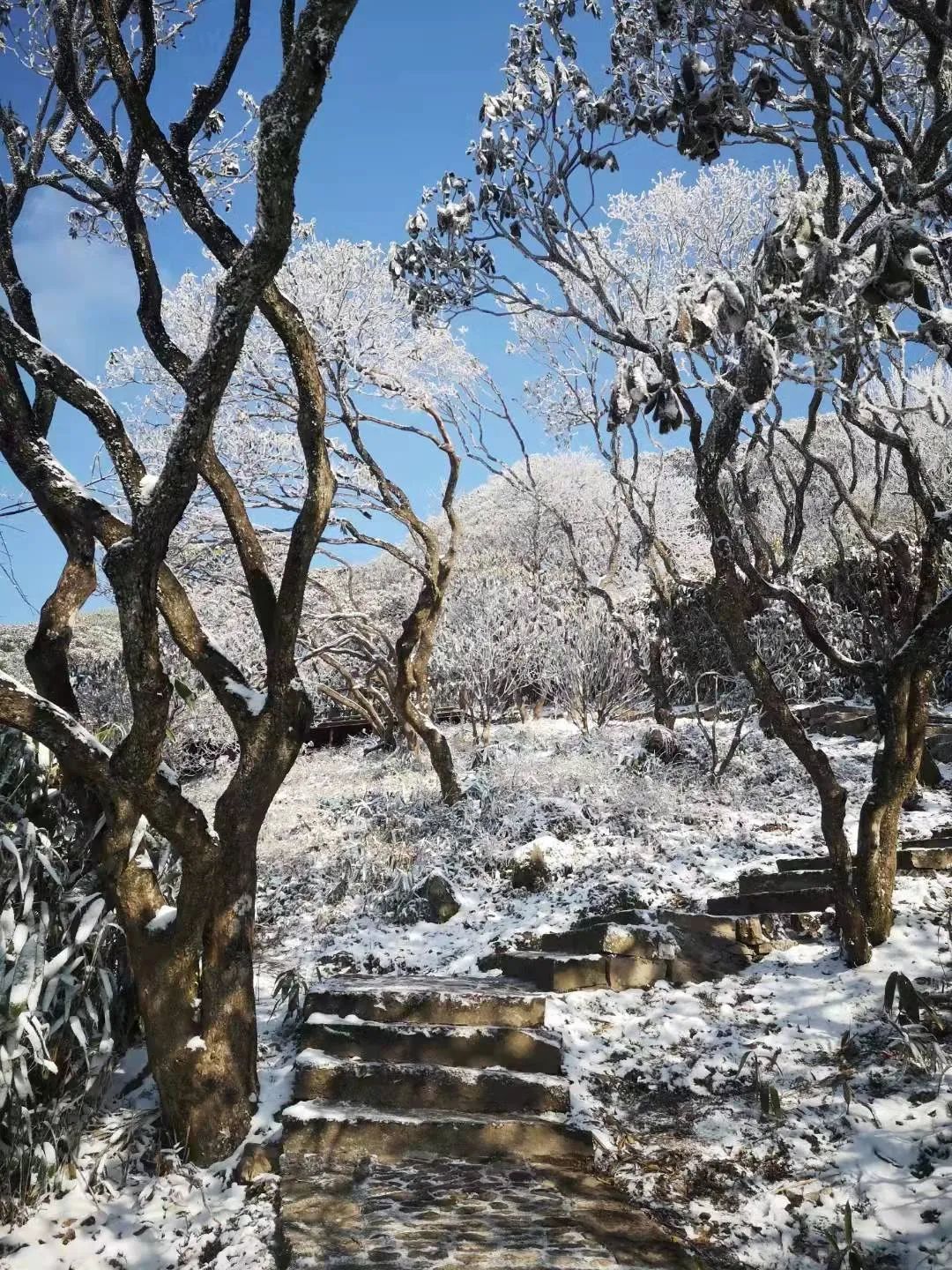 美景|华顶迎今年首场雾凇！天台山美景刷爆朋友圈！