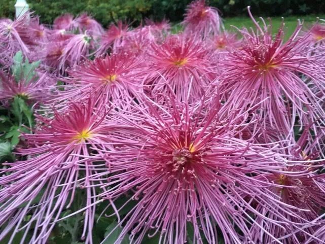 花花|喜欢菊花，不如养盆“菊中珍品”情剑歌人，似翩翩仙女，万紫千红