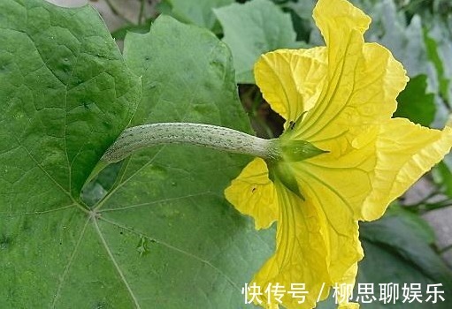 夏季|天然“软肝王”丝瓜花，夏季清热解毒，用它泡水，排肝毒祛肝火