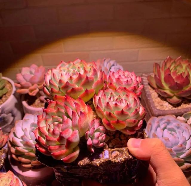 所爱隔山海,山海皆可平!多肉不只露养好看,灯光下的多肉也精彩