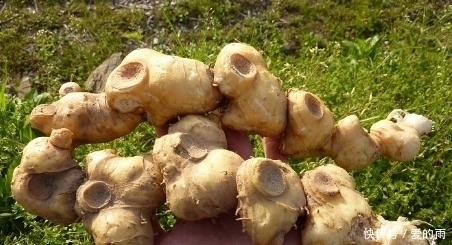 救命草|农村这种野草堪称“草上飞”,强筋壮骨专治疲劳乏力,还是救命草