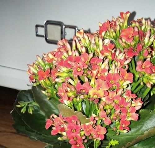 给长寿花晒太阳，天天来回挪动长寿花可以吗？