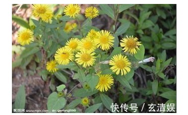 金佛草|一种开黄色花朵的中药材,非常容易辨认而且祛痰止咳效果明显