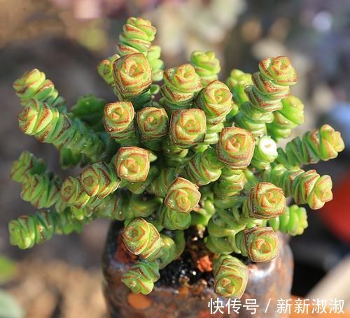 5种长相奇怪的多肉,种在小盆里,好看又皮实,可养很多年!