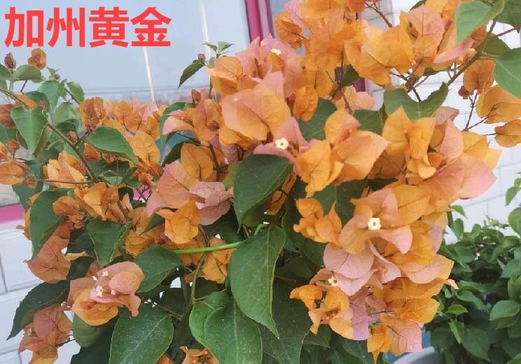 不怕晒的花,晒得越狠,花苞越多