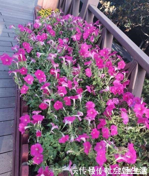 长春花|5种花,开花时间超长,养一盆一整年都开花!