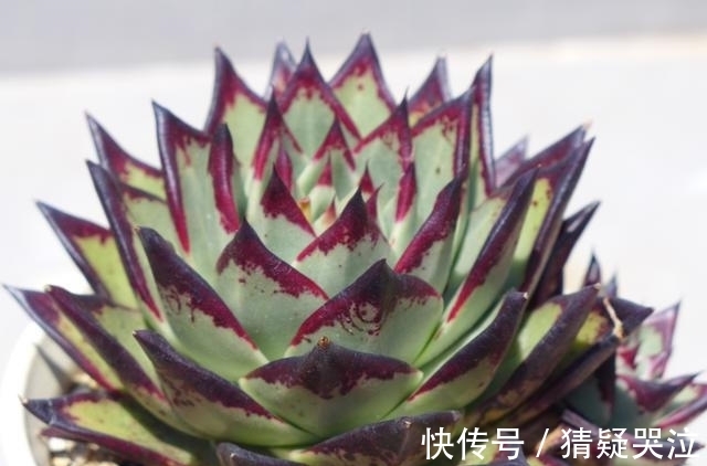 喜欢养多肉得选漂亮好养的,这12款东云系,唯美霸气度夏容易