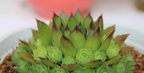 养了2年的观音莲不长个？直接砍了，冒出一圈小侧芽