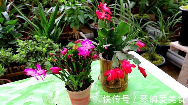 立秋后，建议扦插6种花，温度适宜“利于”生根，成活率高