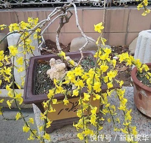 光照|专业养花人:练成这几招,杀手也能秒变“大神”