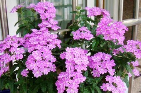 养此几款花卉,好养又漂亮,懒人新手都能养得好