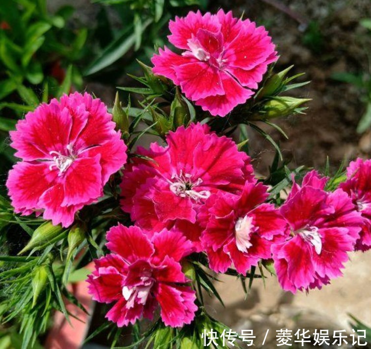 石竹花|“4种花”是懒人养花首选,一月浇一次长得旺,叶子油绿开花多!