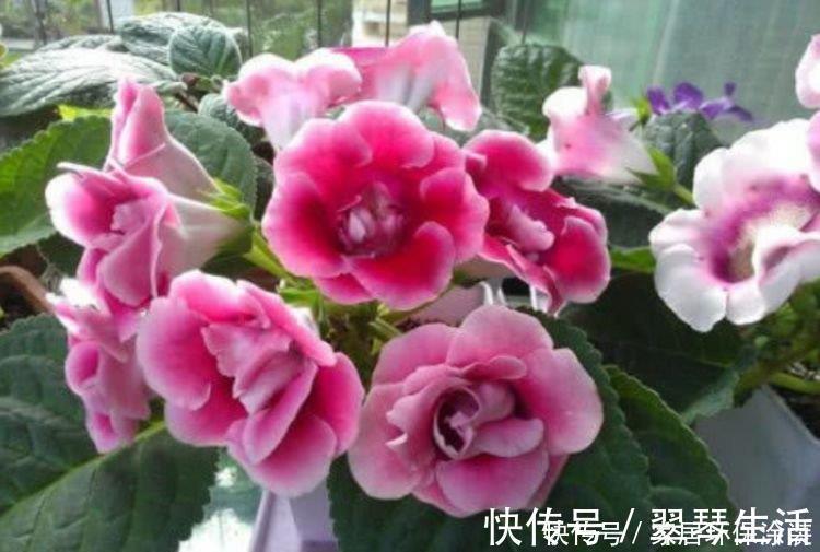 好养|家养这些植物，花期长、花量大，好养又漂亮，你养了吗？