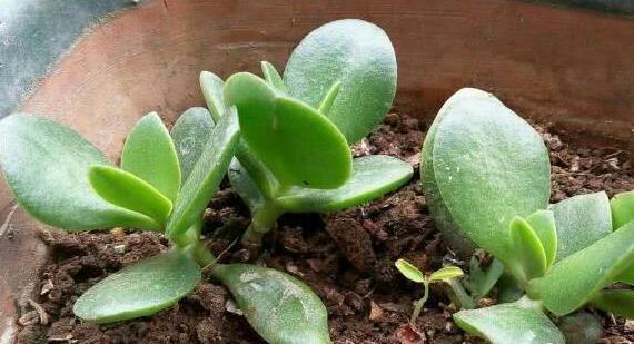 养8种花,别花“冤枉钱”,掐1片叶子“扔土里”,几天就生根