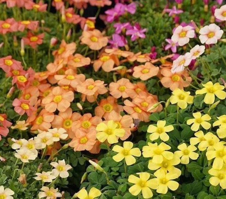 洋桔梗洋桔梗|几款花卉好养易爆盆,冬季也能疯长不停,开花超漂亮的