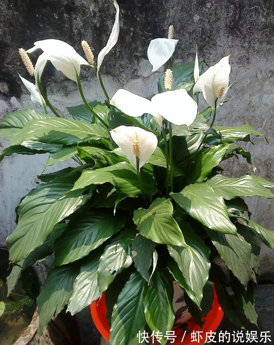 12种“健康花”,家里没太阳,照样长爆盆,贵气漂亮,旺家又养人