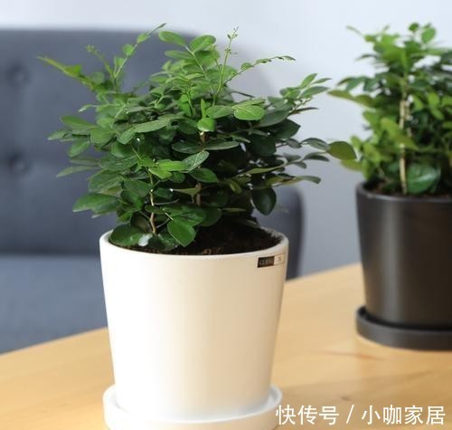 狠招|给九里香用“狠招”,冬天在北方室内也能开花