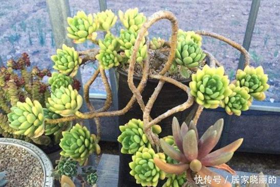 刚开始种多肉选8种,好养且自带“体香”,而且颜值非常高!