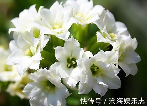 花瓣|家里养这些菊花,秋天开成菊花海,花色鲜艳,花朵娇艳妖娆,超美